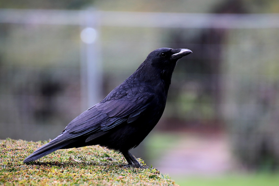 Rainbow crow